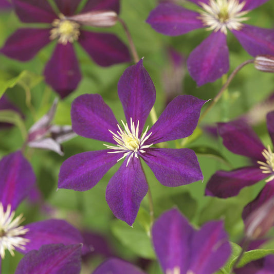 Kletterpflanze Clematis Mikelite – Lila-weiße Blüten – Wenig Pflege – 2 Pflanzen – 11 cm Höhe 40 cm – Für Garten, Terrasse & Pergolen 