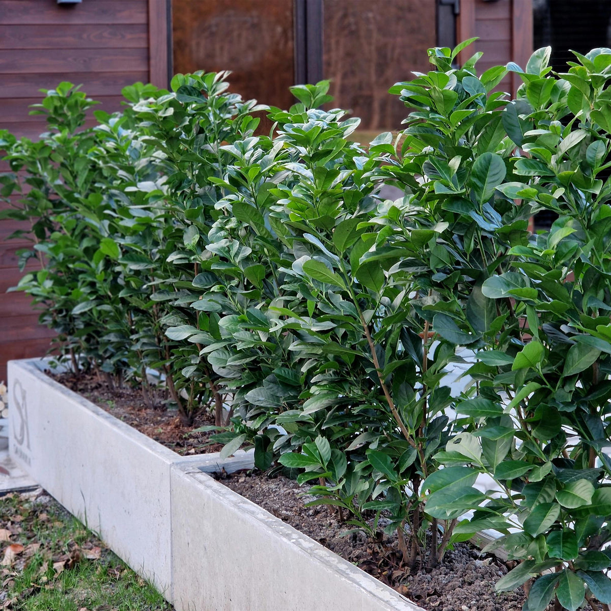 Kirschlorbeer Prunus laurocerasus Etna – Hecke – Blatt grün – 6 Pflanzen – 1 laufender Meter – Immergrün –  17cm x H50cm – Schnell wachsend & pflegeleicht 