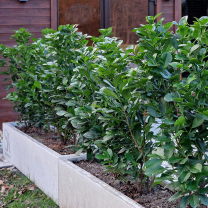Kirschlorbeer Prunus laurocerasus Etna – Hecke – Blatt grün – 6 Pflanzen – 1 laufender Meter – Immergrün –  17cm x H50cm – Schnell wachsend & pflegeleicht 