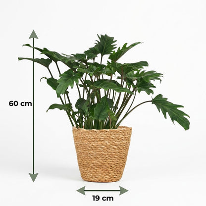 Philodendron Xanadu Zimmerpflanze 60cm – grüne Blattpflanze im Korb Ø19cm – kompakter Wuchs mit tief eingeschnittenen Blättern – pflegeleicht für Wohnung & Büro, ideal bei Halbschatten 