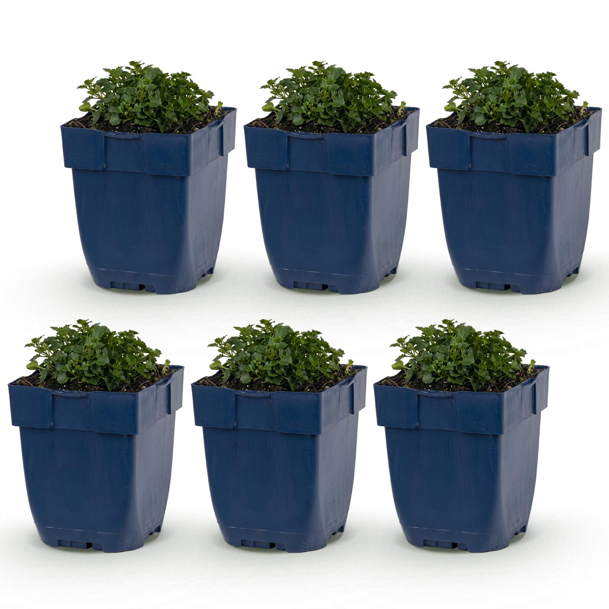 Dalmatiner Polster-Glockenblume – Campanula portenschlagiana – 6 Pflanzen – Topf Ø11cm