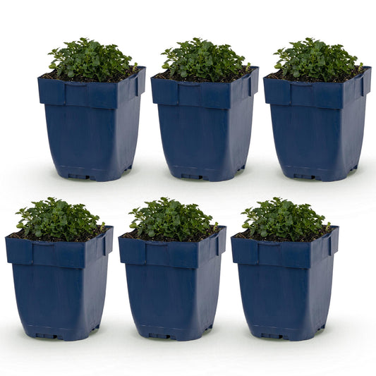 Dalmatiner Polster-Glockenblume – Campanula portenschlagiana – 6 Pflanzen – Topf Ø11cm