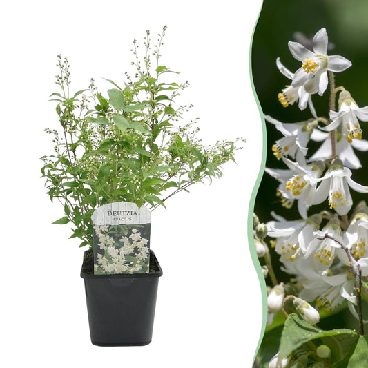 Deutzia Gracilis – Zierlicher Strauch – Blüte Weiß – Bienen- & Schmetterlingsfreundlich – 17 cm x H45 cm – pflegeleicht 
