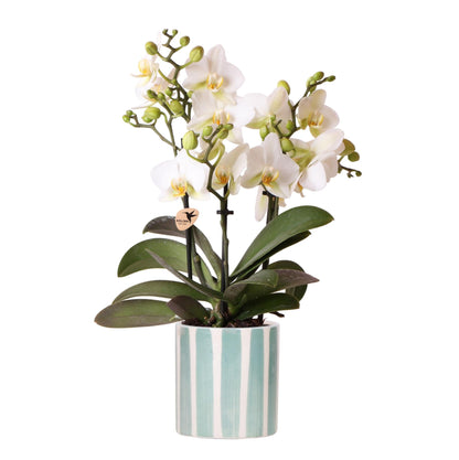 Weiße Phalaenopsis Orchidee Lausanne im Painted Stripe Ziertopf Türkis – Ø9cm – Multiflora Zimmerpflanze mit 2-3 Blütentrieben – Stilvoller Orchideentopf für Zuhause & Büro 