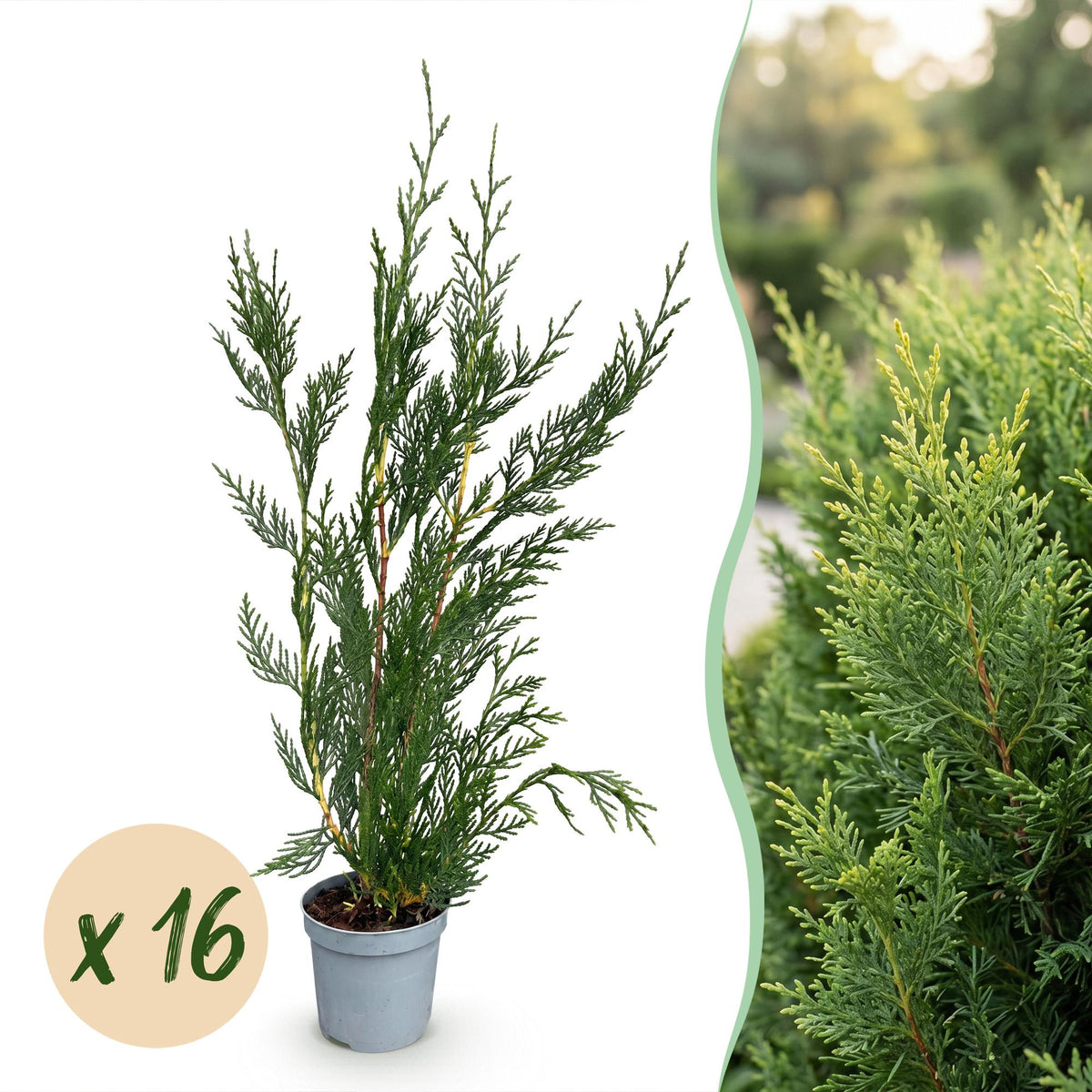 Leyland-Zypresse – Cupressocyparis leylandii – 16 Heckenpflanzen – Topf Ø9cm – Höhe 30-40cm