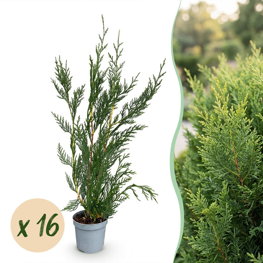 Leyland-Zypresse – Cupressocyparis leylandii – 16 Heckenpflanzen – Topf Ø9cm – Höhe 30-40cm