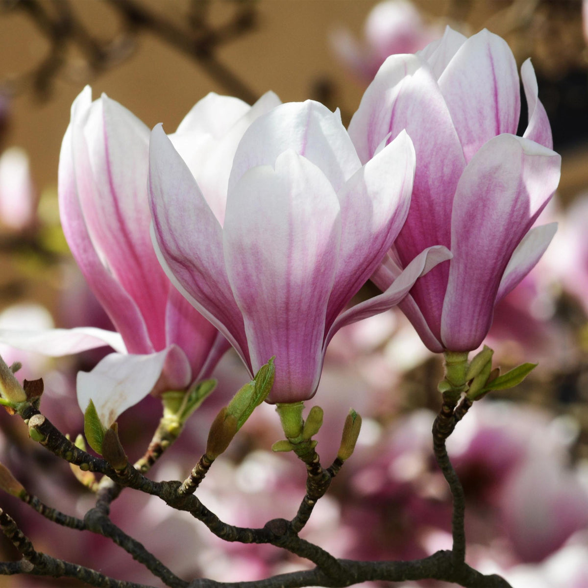 GreenboutiQ - Gartenpflanze - Magnolia soulangeana - Blüte Rosa - 1 Pflanze - Laubabwerfend - Wenig Pflege - Topf 12cm Höhe 30cm 