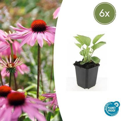 Rotblühender Scheinsonnenhut Echinacea purpurea 'Magnus' – ↕10-25cm – Ø9cm – 6 Pflanzen – Purpur-Sonnenhut – Bienenfreundlich – Für Sonne & Beete – Pflegeleicht 