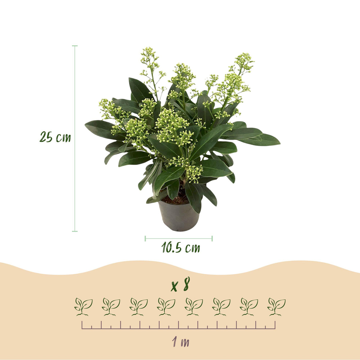 GreenboutiQ - Terrassenpflanze - Skimmia japonica Duo - Blüte Weiß & Rot - 10+ Blüten - 2 Pflanzen - Winterhart - Topf 10,5cm Höhe 25cm 