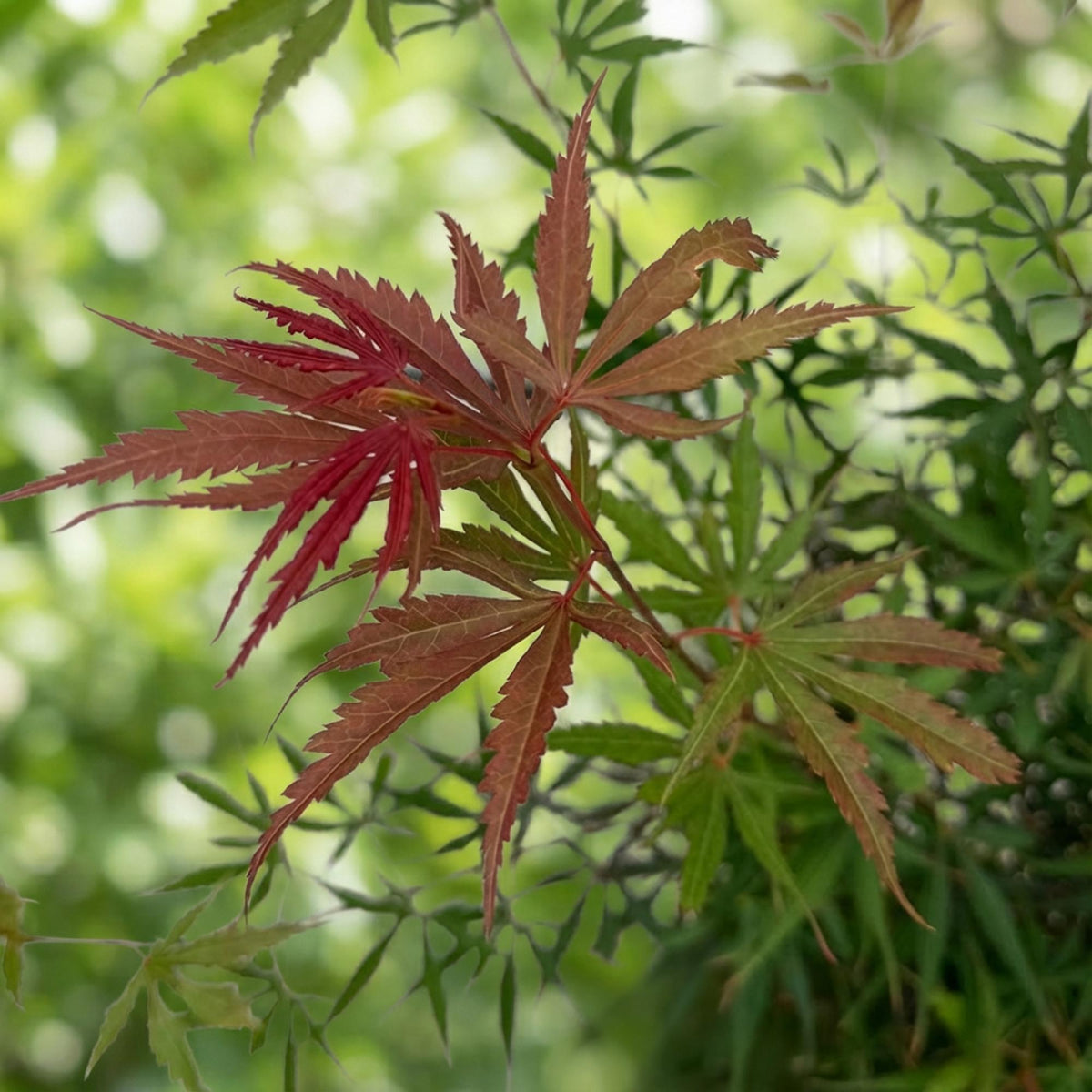 Green boutiQ - Gartenpflanze - Acer palmatum Jerre Swarts - Japanischer Ahorn - Laubabwerfend - Orange-Rot - 1 - Topf 26cm - Höhe 90cm 