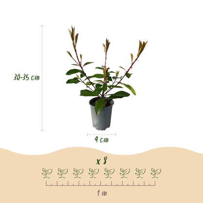 Frasers Glanzmispel – Photinia fraseri Red Robin – Heckenpflanze – Blatt rot grün – 8 Pflanzen – 1 laufender Meter – immergrün – 9cm Höhe 30-35cm 