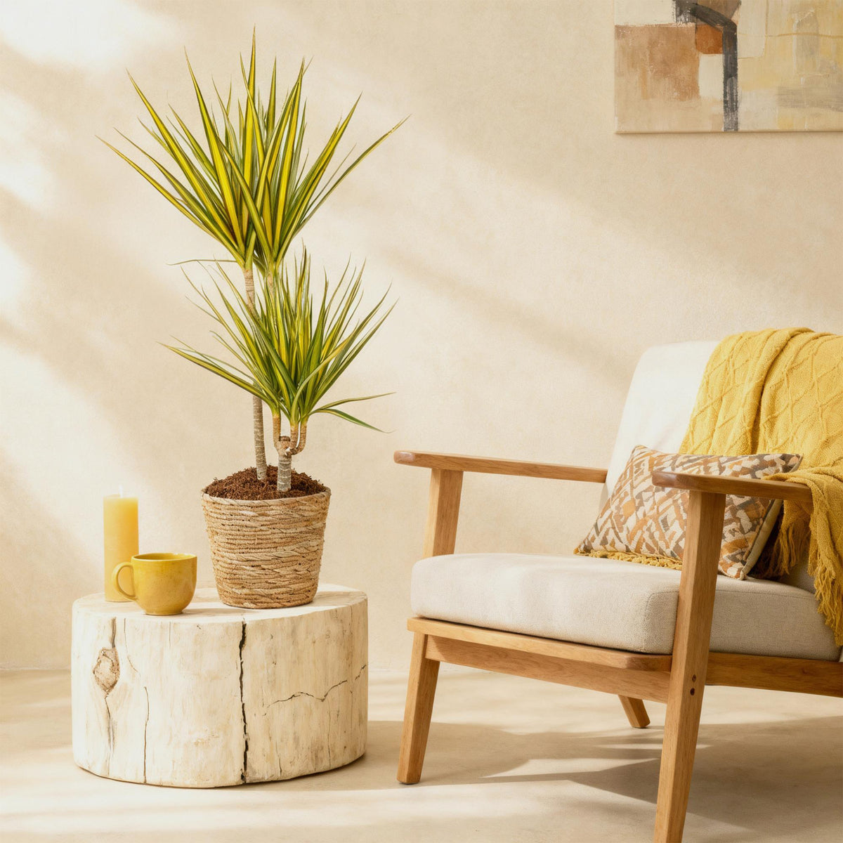 Green boutiQ - Zimmerpflanzen - Dracaena Sunray - Drachenbaum - Wenig Pflege - mit Korb - Grün - Gelb - 1 Pflanze - Topf 21cm - Höhe 90-100cm 