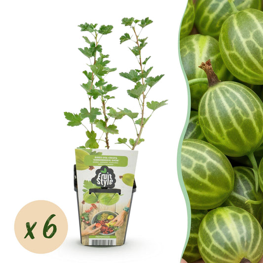 GreenboutiQ - Obstpflanzen - Stachelbeere - Ribes uva-crispa Hinnonmaki Grun - Winterhart - 6 Pflanzen - Topf 9 cm - Grüne Beere 