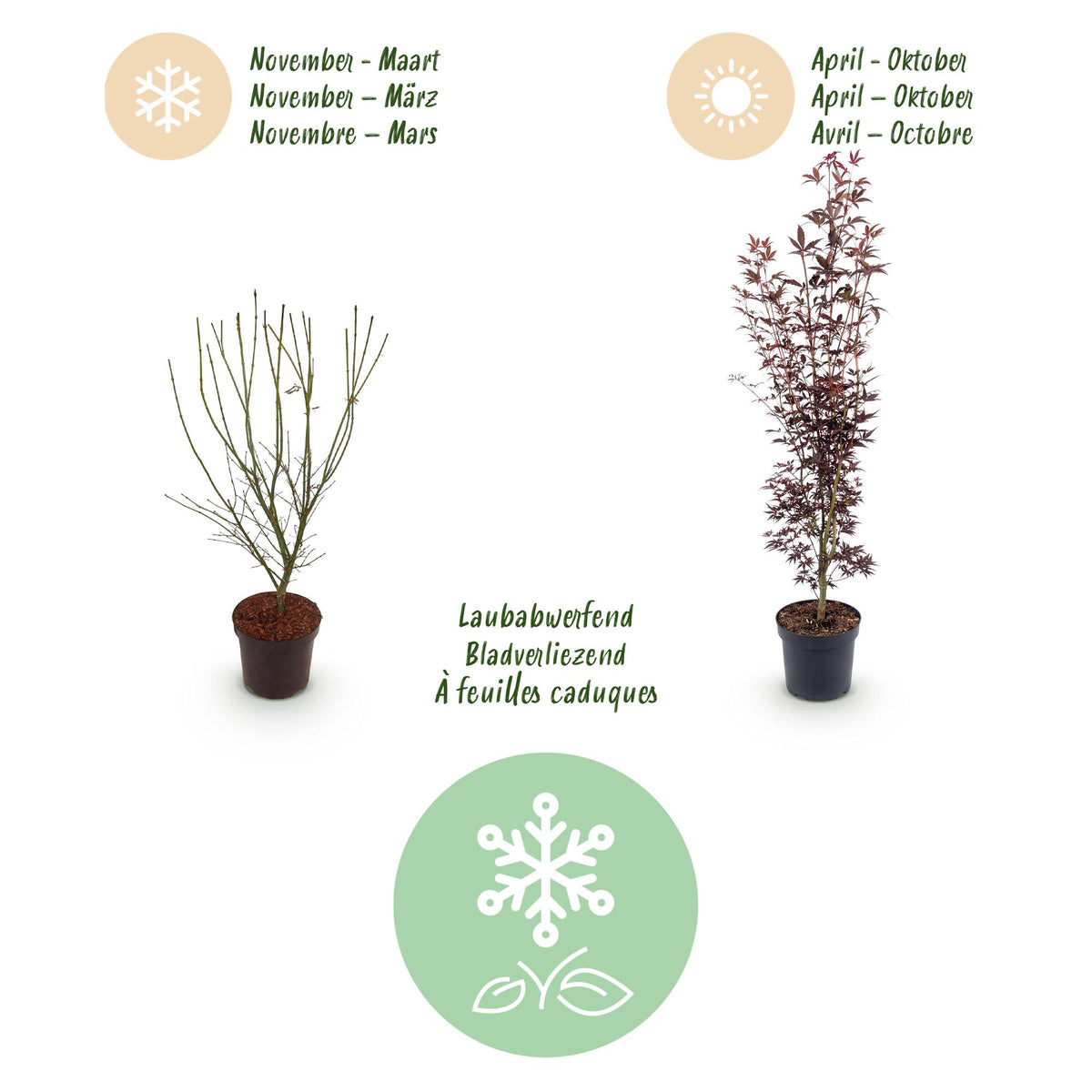 Green boutiQ - Gartenpflanze - Acer palmatum Atropurpureum - Japanischer Ahorn - Laubabwerfend - Lila - 1 - Topf 26cm - Höhe 90cm 