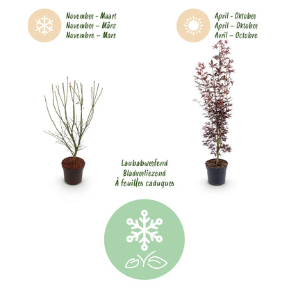 Green boutiQ - Gartenpflanze - Acer palmatum Atropurpureum - Japanischer Ahorn - Laubabwerfend - Lila - 1 - Topf 26cm - Höhe 90cm 