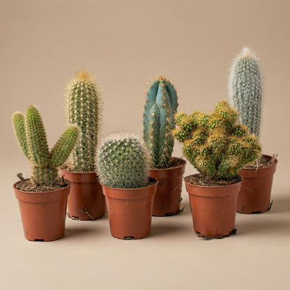 Kaktus-Set 6 Stück mit Mini-Keramiktöpfen San Juan 