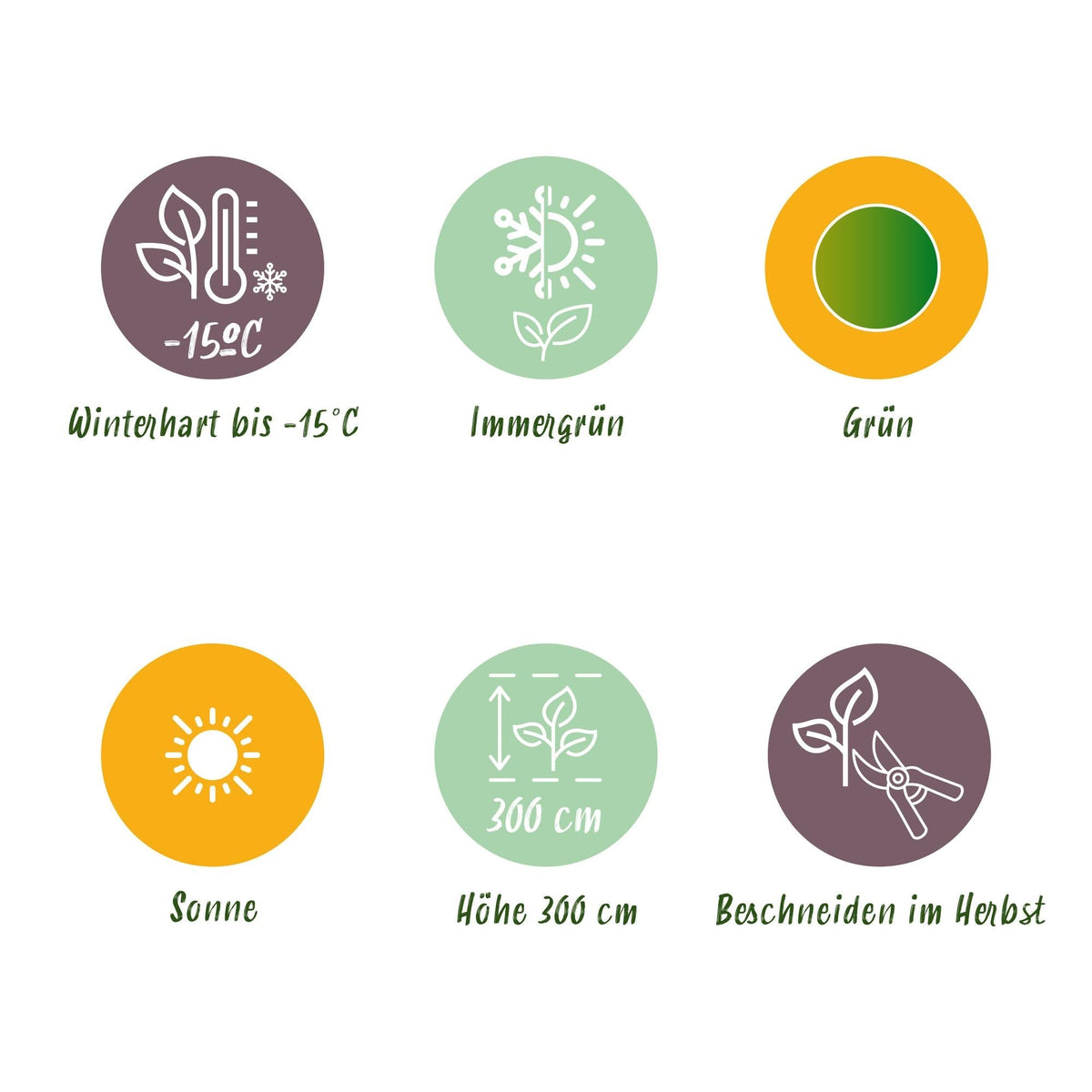 Bananenpflanze Musa Basjoo – Winterhart – Obstpflanze – Ø12cm, Höhe ca. 30cm – Ansicht 18