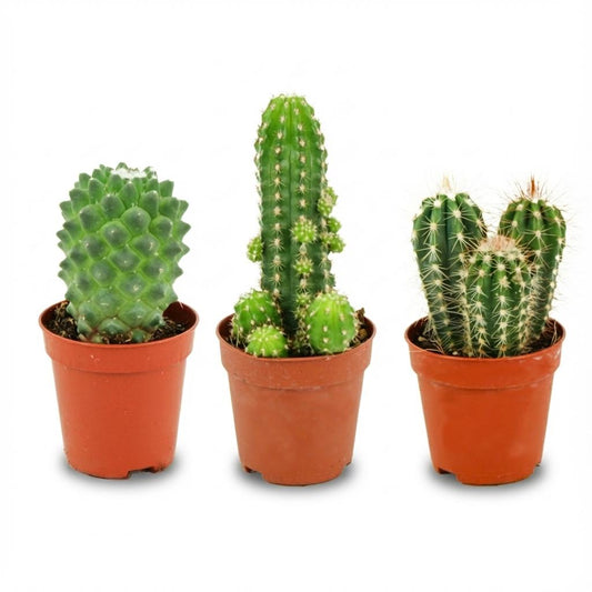 Mini Kakteen Set 3 Pflanzen Ø5,5cm Höhe5–10cm – Pflegeleichte Mini-Kakteen für sonnige Fensterbank – Ideal für kleine Räume & Deko 