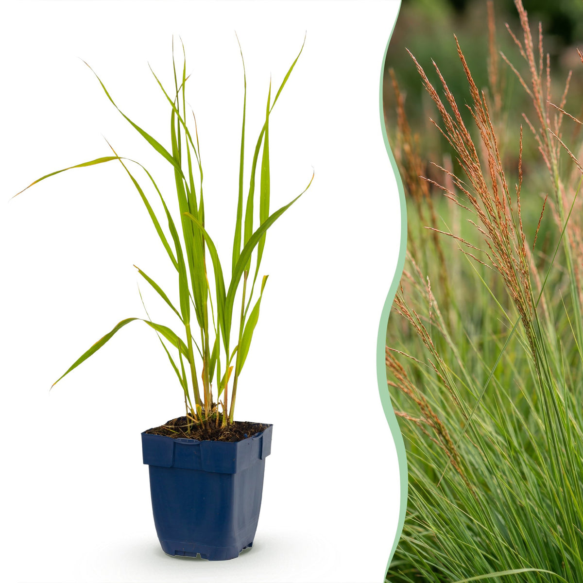Pfeifengras 'Heidebraut' – Molinia caerulea 'Heidebraut' – 12 Pflanzen – Topf Ø11cm