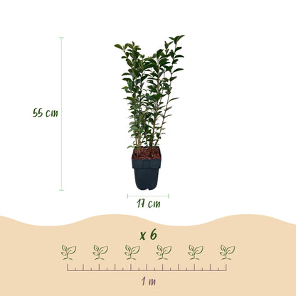 Ovalblättriger Liguster Ligustrum ovalifolium – Immergrün – Heckenpflanze – Blatt Grün – 6 Pflanzen – 1 m laufend – Pflegeleicht – 17cm Höhe 55cm 
