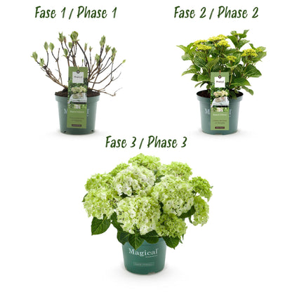 Hortensie Magical Noblesse – Hydrangea macrophylla – Weiß – Balkonpflanze – Im 23 cm Topf – Ca. 55 cm hoch – 6–10 Blüten – Für Balkon, Terrasse & Beet – Üppige Blüte & Farbenpracht 