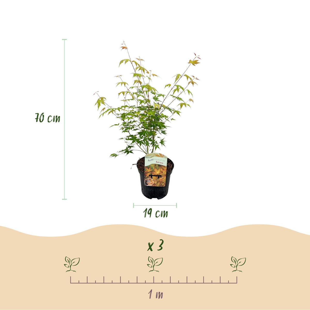 Japanischer Ahorn Acer palmatum 'Katsura' – Orange – Balkon- & Gartenpflanze – Ø19 cm – Ca. 70 cm hoch – Kompakter Zierahorn mit beeindruckendem Farbwechsel 