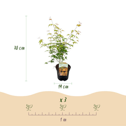 Japanischer Ahorn Acer palmatum 'Katsura' – Orange – Balkon- & Gartenpflanze – Ø19 cm – Ca. 70 cm hoch – Kompakter Zierahorn mit beeindruckendem Farbwechsel 