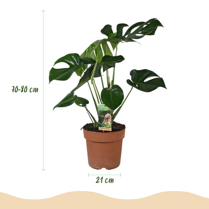 Green boutiQ - Zimmerpflanzen - Monstera Deliciosa - Fensterblatt - Wenig Pflege - Grün - 1 Pflanze - Topf 21cm - Höhe 70-80cm 