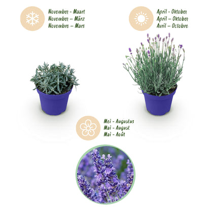 Green boutiQ - Gartenpflanze - Lavandula angustifolia Hidcote - Lavendel - Winterhart - Lila - 3 Pflanzen - Topf 12cm - Höhe 15-25cm 