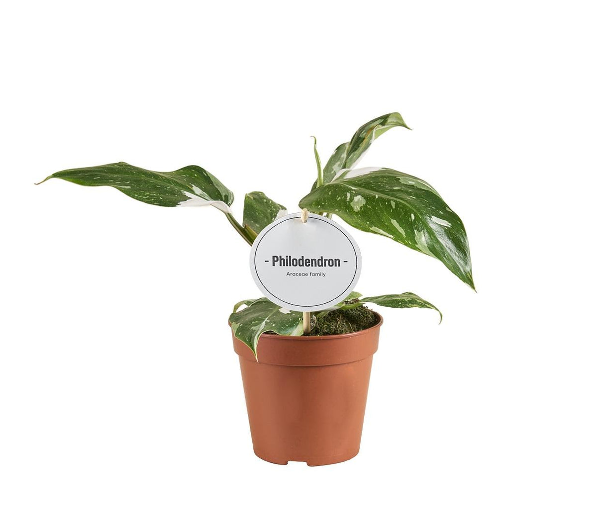 Baumfreund - Philodendron White Princess B Grade - Zimmerpflanze - Ø12cm - ↕30cm 