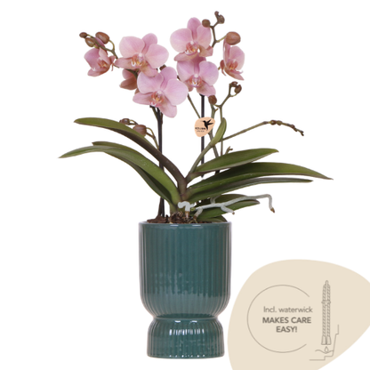 Orchidee altrosa mit grünem Diabolo Übertopf Ø9cm blühende Zimmerpflanze frisch vom Züchter inklusive Gießdocht dekorative Phalaenopsis für Wohnzimmer Büro Geschenkidee 