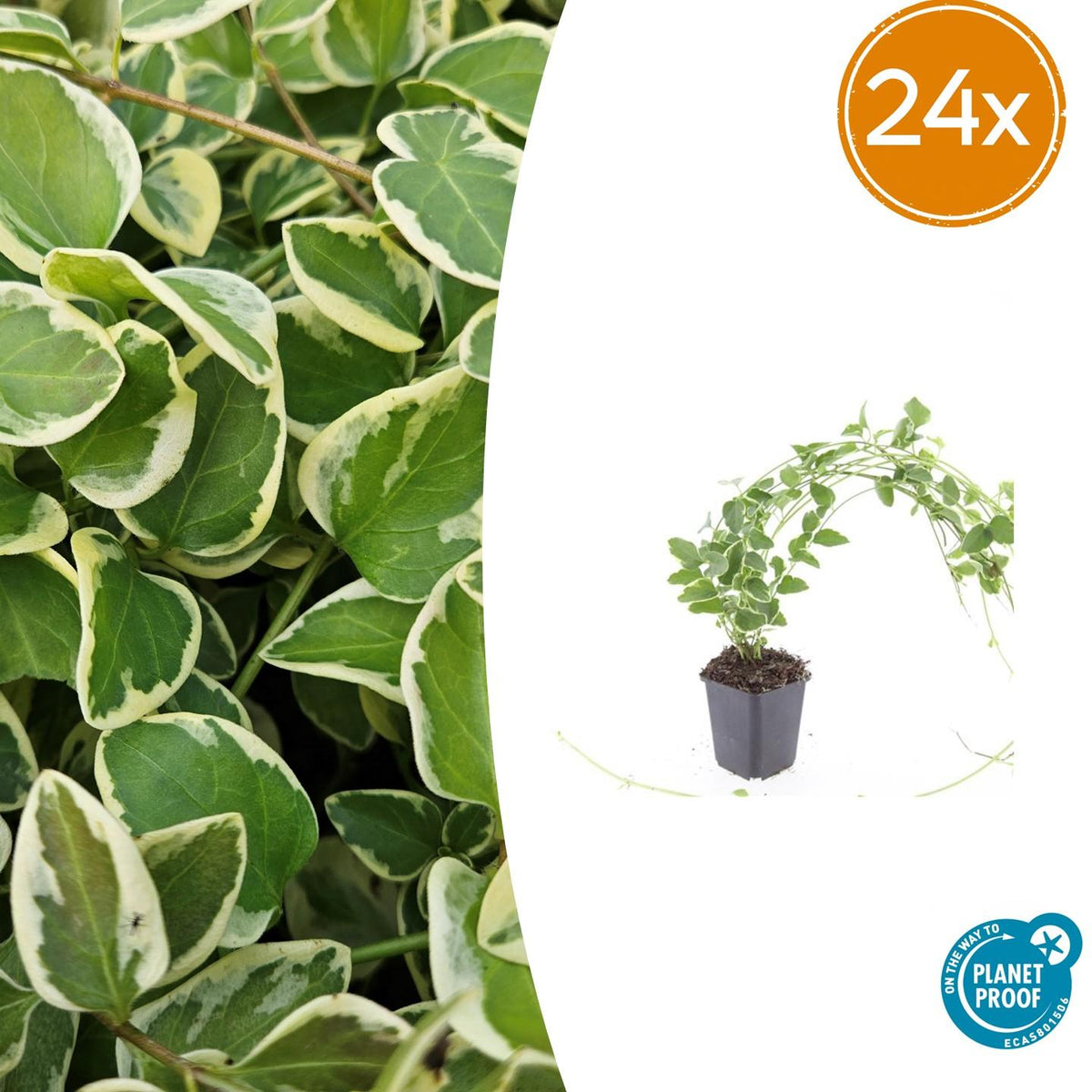 Kleines Immergrün Vinca major 'Variegata' – ↕10-25cm – Ø9cm – Bodendecker – Wintergrün – Schattentauglich – Ansicht 12