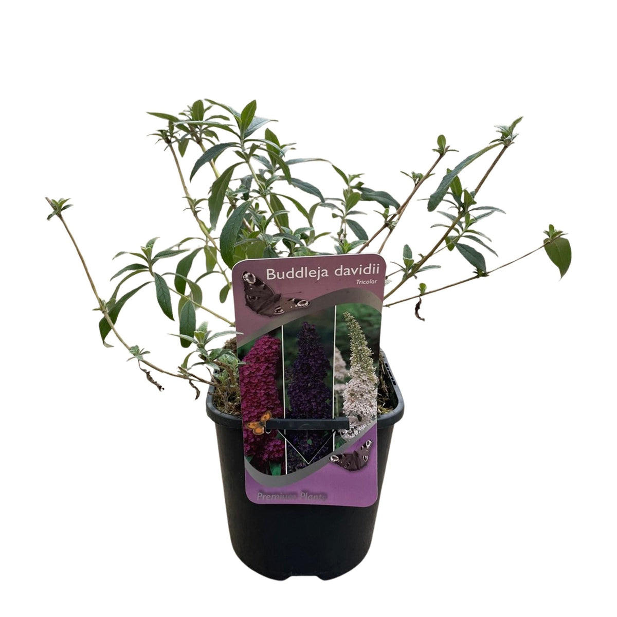 Schmetterlingsstrauch Buddleja davidii Tricolour – Blüten Rosa, Weiß & Lila – Bienen- & Schmetterlingsfreundlich – 17 cm x H30 cm – pflegeleicht 
