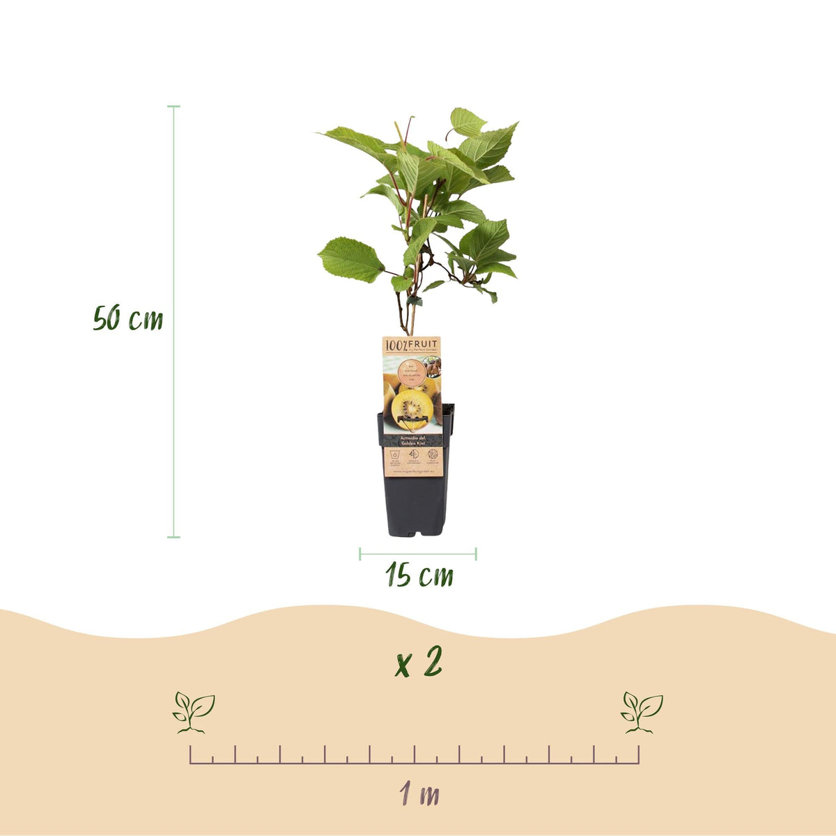 Actinidia deliciosa Golden Kiwi – 2 Obstpflanzen – Süße gelbe Früchte – Ø15cm Höhe 50cm – Einfach zu pflegen & vitaminreich 