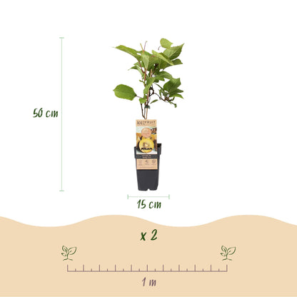 Actinidia deliciosa Golden Kiwi – 2 Obstpflanzen – Süße gelbe Früchte – Ø15cm Höhe 50cm – Einfach zu pflegen & vitaminreich 