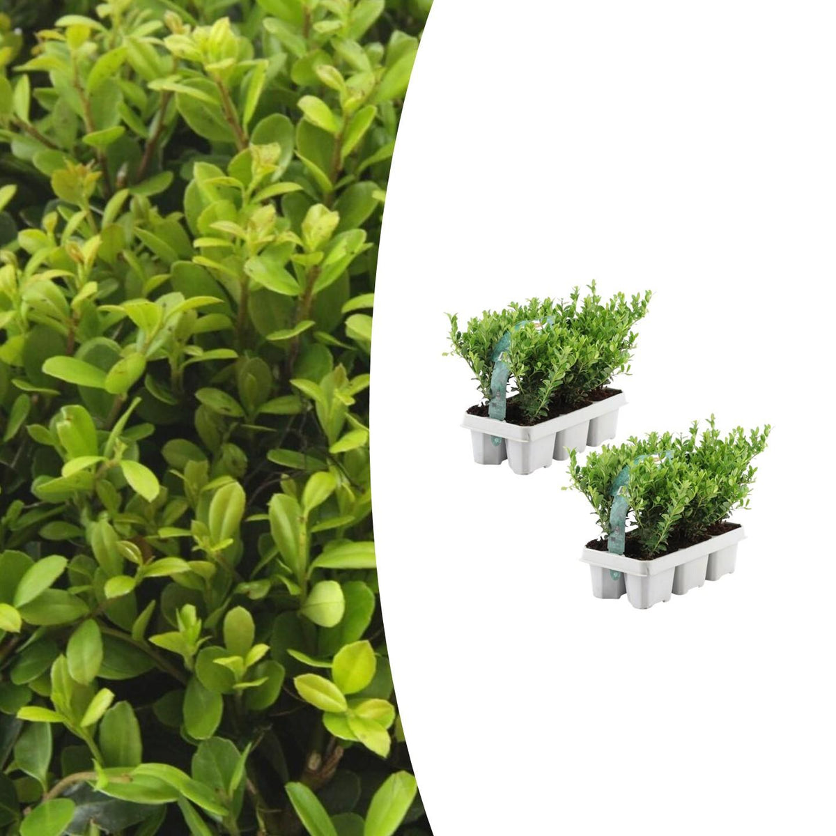 Stechpalme – Ilex crenata 'Jenny' – 12 Pflanzen – Immergrün – Winterhart – Alternative zu Buchsbaum – Ø7cm ↕15cm 