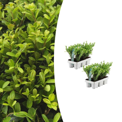 Stechpalme – Ilex crenata 'Jenny' – 12 Pflanzen – Immergrün – Winterhart – Alternative zu Buchsbaum – Ø7cm ↕15cm 