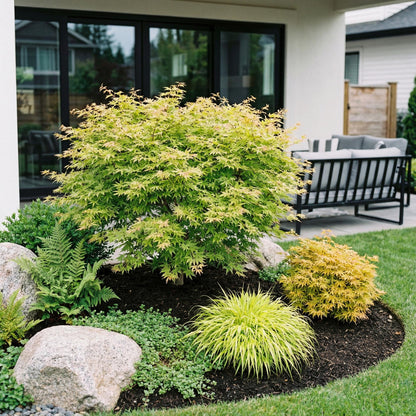 Green boutiQ - Gartenpflanze - Acer palmatum Methamorphosa - Japanischer Ahorn - Laubabwerfend - Grün - Orange - 1 - Topf 26cm - Höhe 90cm 