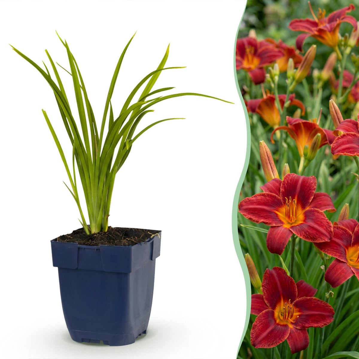 Taglilie 'Autumn Red' – Hemerocallis 'Autumn Red' – Topf Ø11cm – Bienenfreundliche Staude für Garten & Balkon