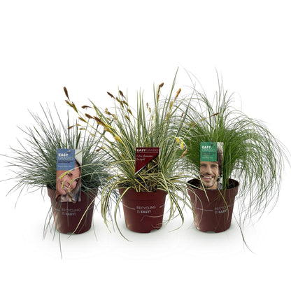 GreenboutiQ - Ziergräser - 3 Pflanzen - Blau - Gelb - Grün - Immergrün - Winterhart - Topf 17cm Höhe 50cm 