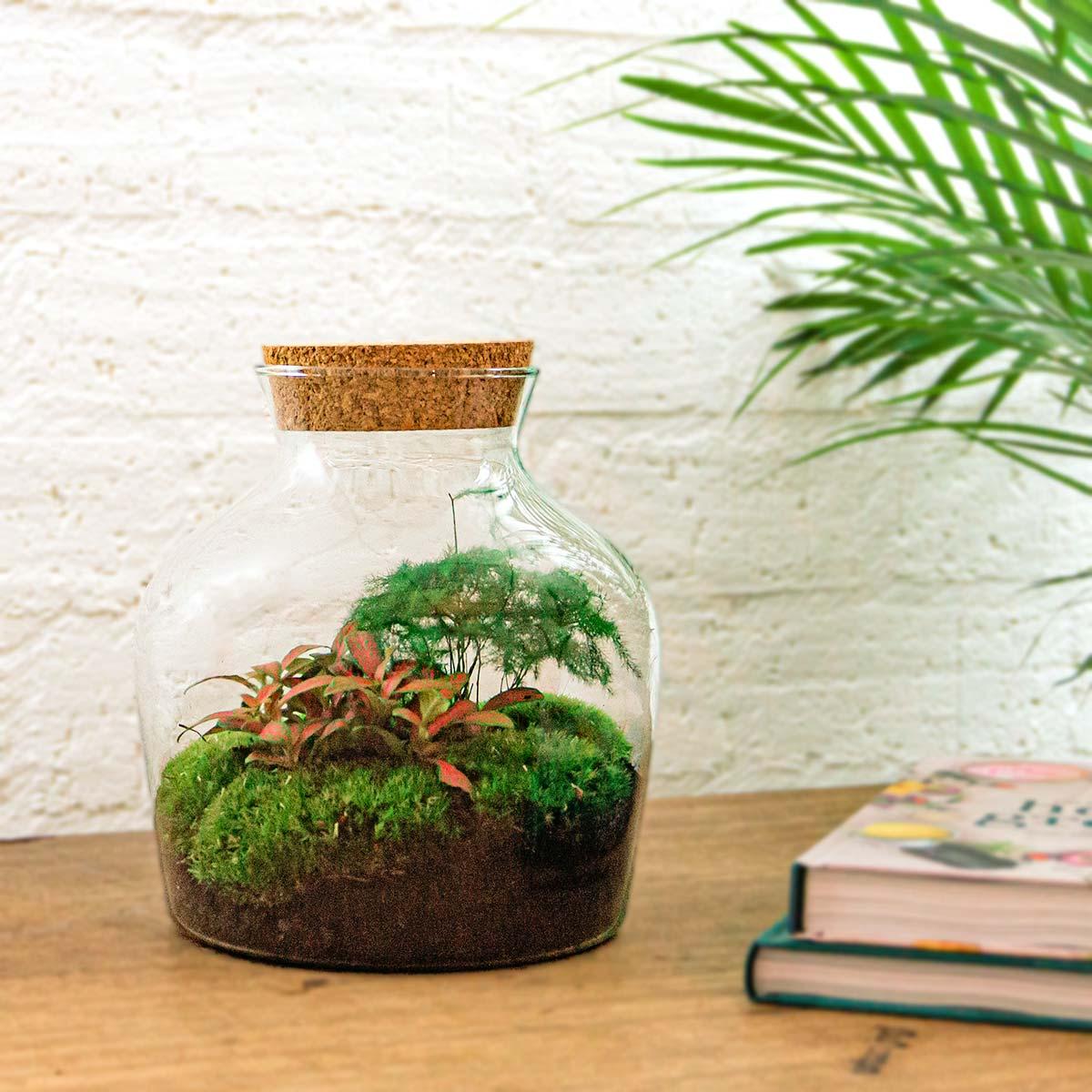 Flaschengarten Little Joe – DIY Bausatz Terrarium – ↕21,5cm – Do-It-Yourself Pflanzen-Set im Glas mit Korkdeckel – Autarkes Mini-Ökosystem – Inkl. Fittonia, Spargel & Moos – Für Wohnung & Büro 