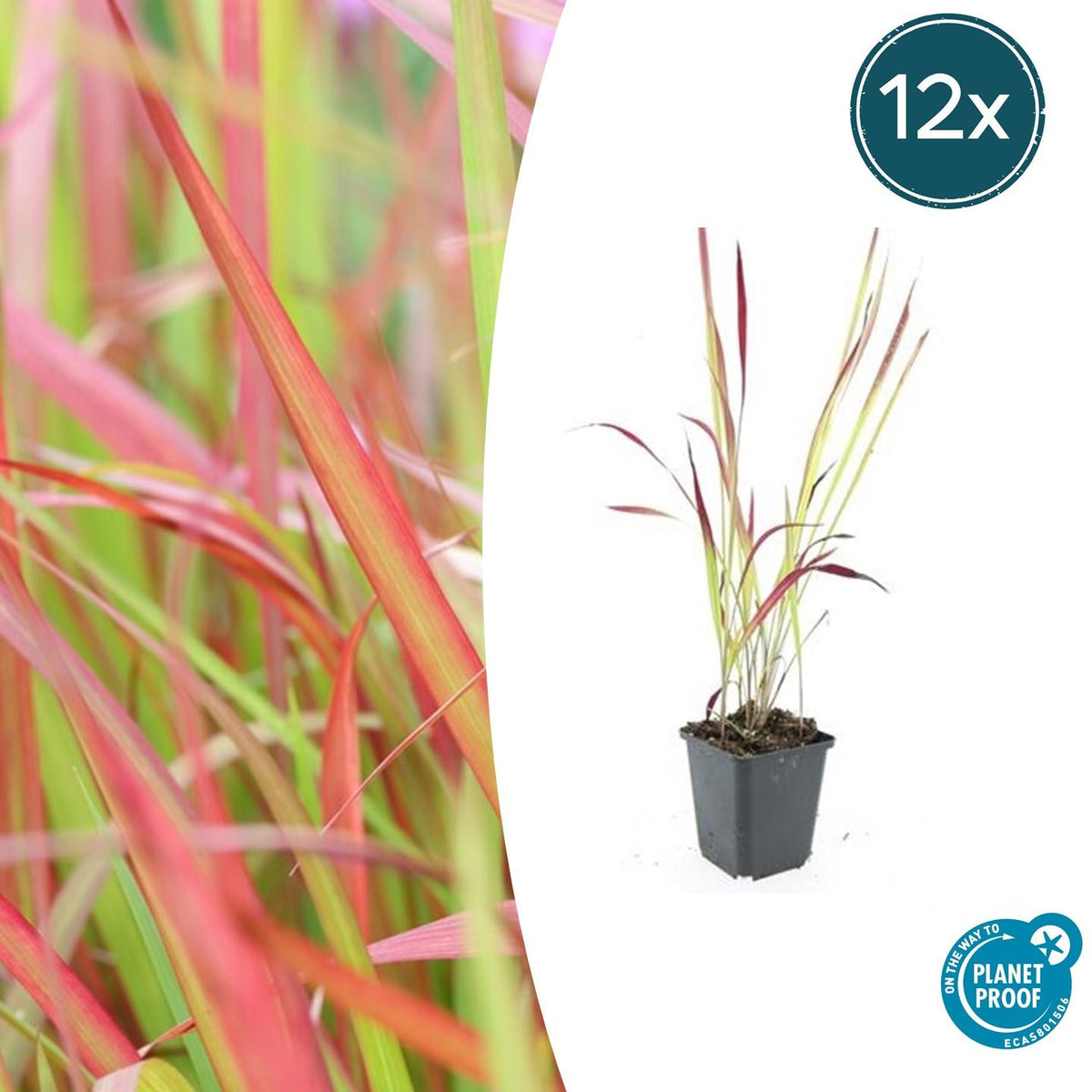 Japanisches Blutgras Imperata cylindrica 'Red Baron' – ↕10-25cm – Ø9cm – 6 Pflanzen – Winterhartes Ziergras mit roten Blattsp