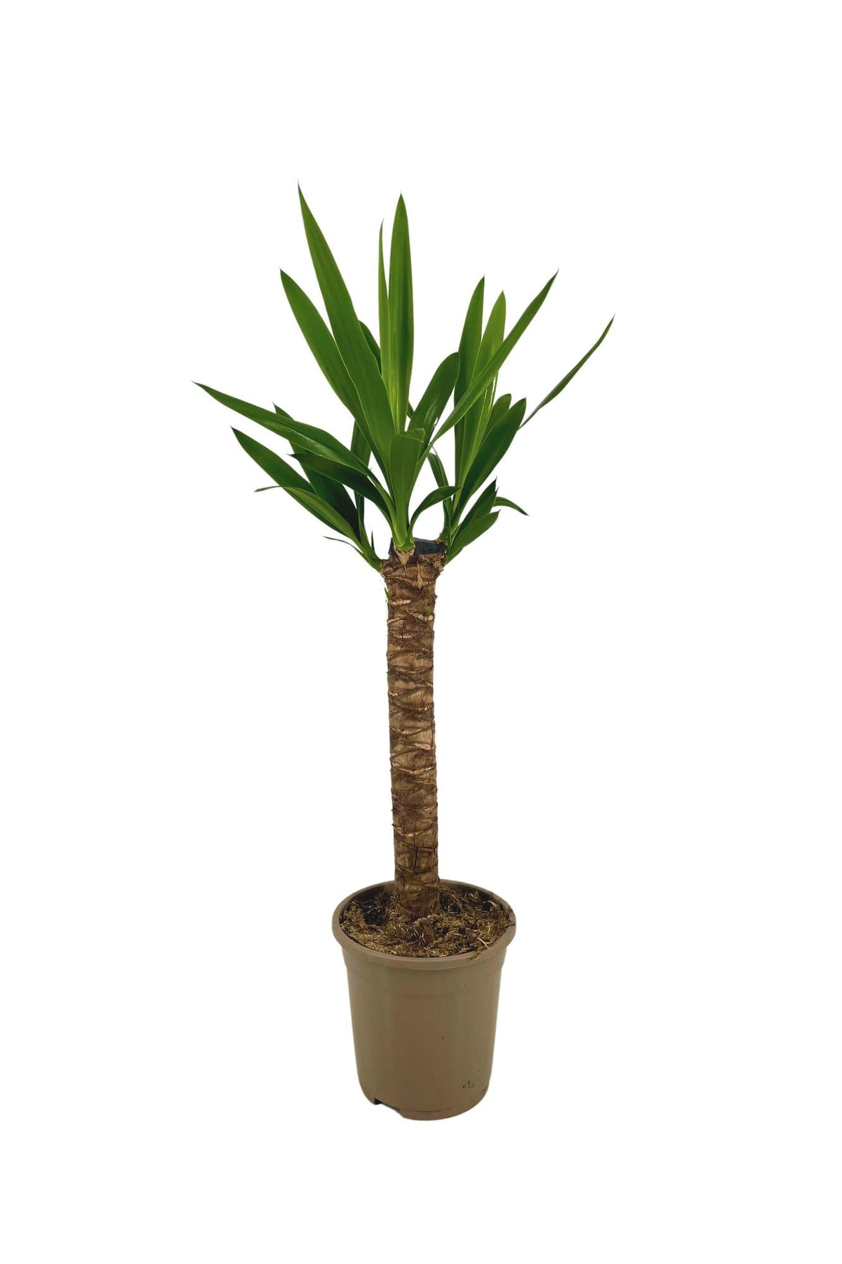 Riesen-Palmlilie Yucca Elephantipes Zimmerpflanze Ø17cm – ↑60-80cm – Robuste Yucca mit tropischem Look – Wenig Wasserbedarf – Für Wohnräume & Büros 