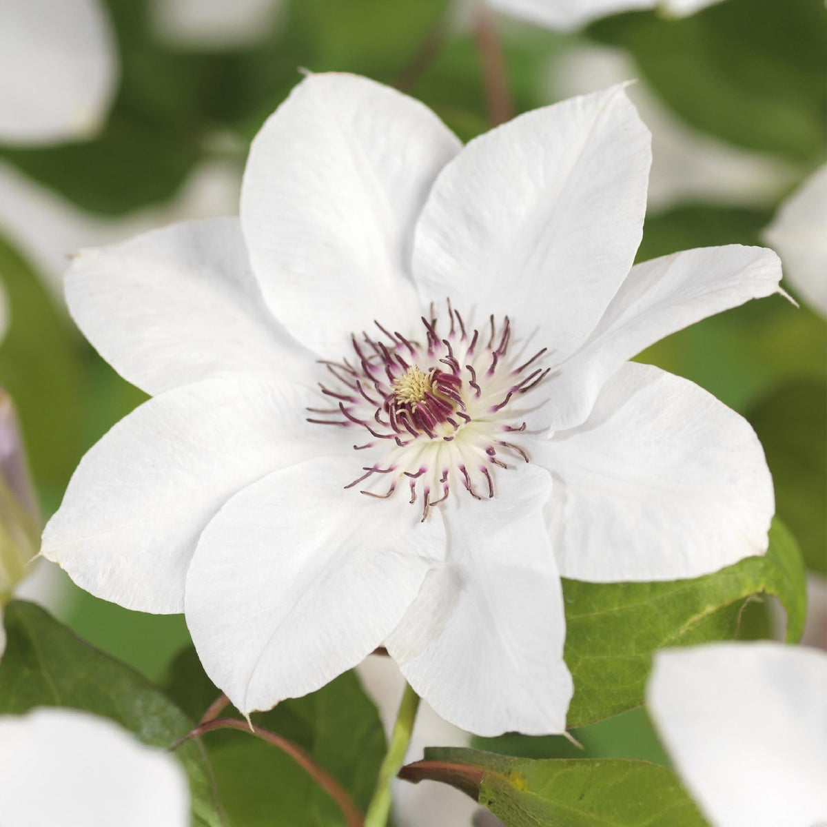 Kletterpflanze Clematis Miss Bateman – Rosa-Weiße Blüten – Wenig Pflege – 2 Pflanzen – 11 cm Höhe 40 cm – Für Garten, Terrasse & Pergolen 