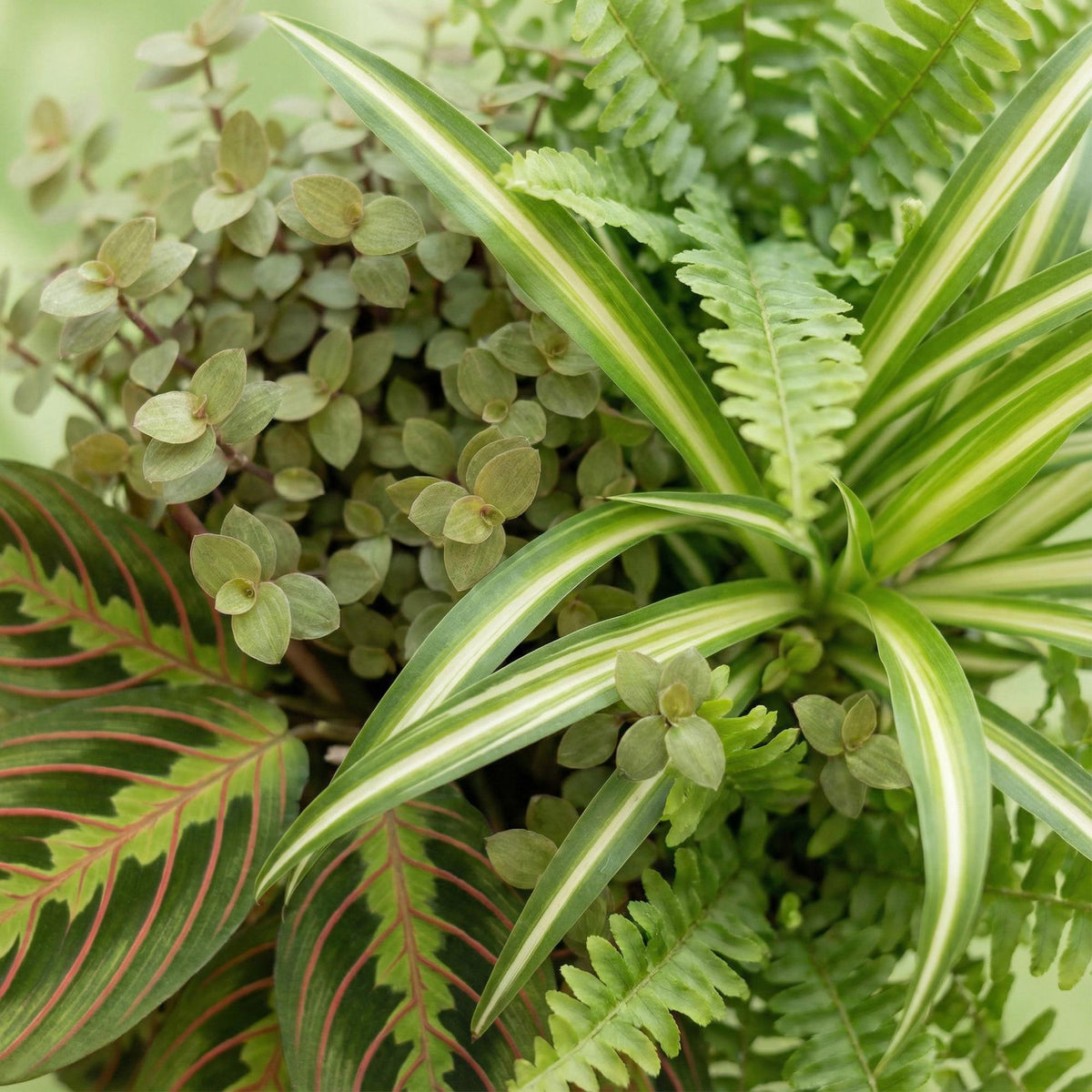 Green boutiQ - Zimmerpflanze - Chlorophytum - Maranta - Calissia - Nephrolepsis - Mix aus 4 - Haustierfreundliche Pflanzen - Grün - 4 Pflanzen - mit Korb - Topf 12cm - Höhe 25cm 