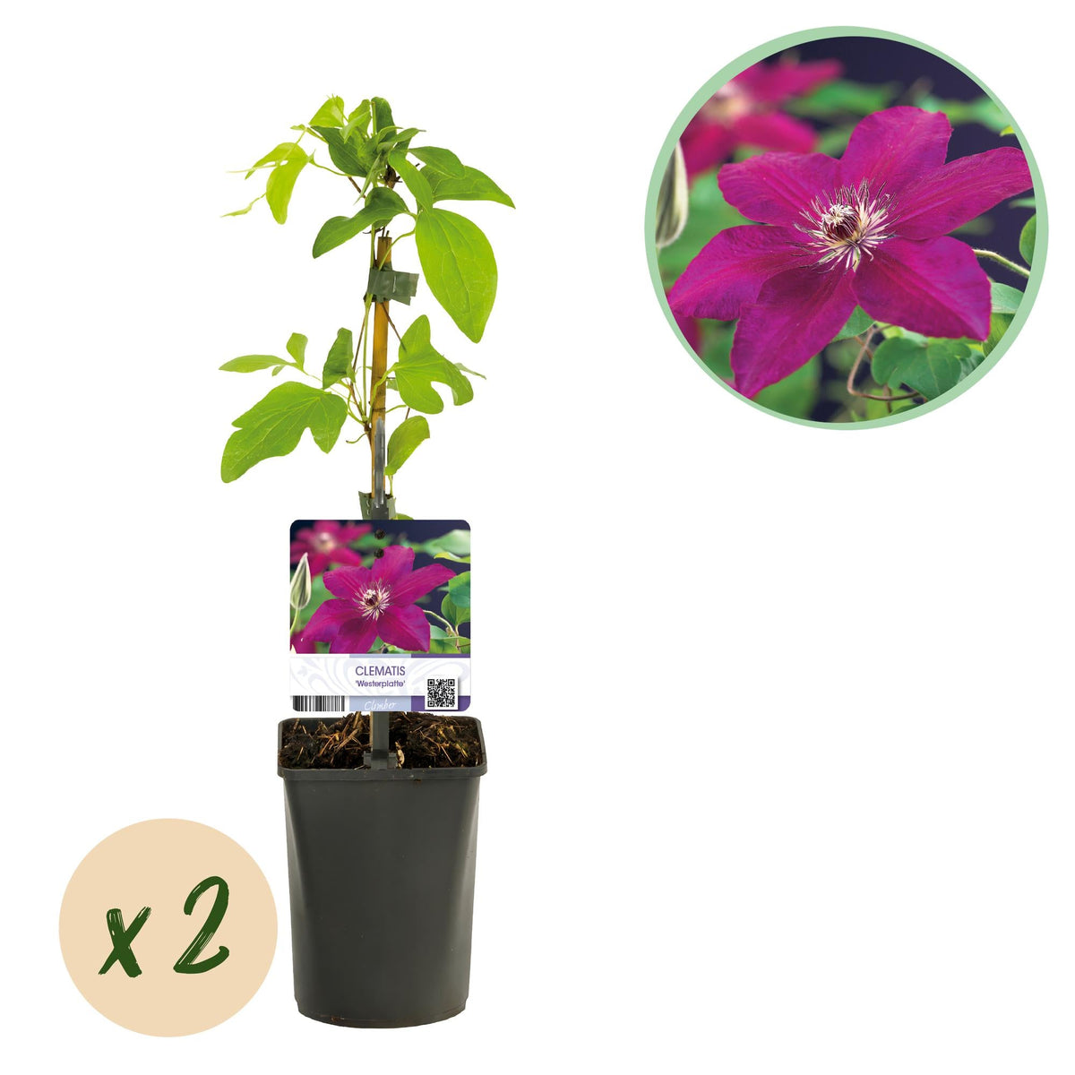 Kletterpflanze Clematis Westerplatte – Tiefviolette Blüten mit weißem Rand – 2 Pflanzen – 11 cm x H40 cm – Pflegeleicht & Robust – Ideal für Garten, Balkon & Pergolen 