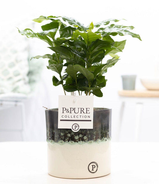 Coffea Arabica In P&PURE Illusion Cer.  - Ø12cm - ↕20cm 
