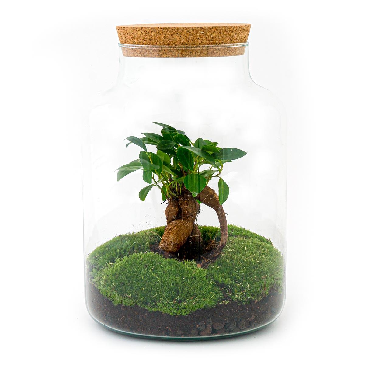 Flaschengarten DIY Bausatz Terrarium Milky Bonsai – Ø21cm – ↕30cm – Do-It-Yourself Flaschengarten Set mit Ficus Ginseng Bonsai 