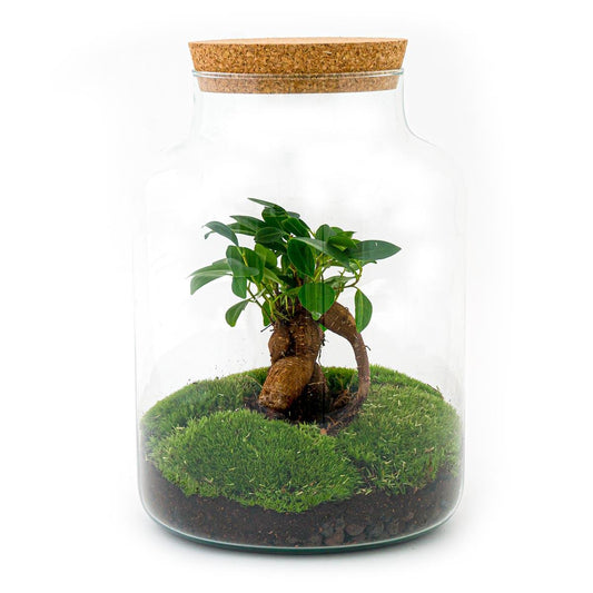 Flaschengarten DIY Bausatz Terrarium Milky Bonsai – Ø21cm – ↕30cm – Do-It-Yourself Flaschengarten Set mit Ficus Ginseng Bonsai 