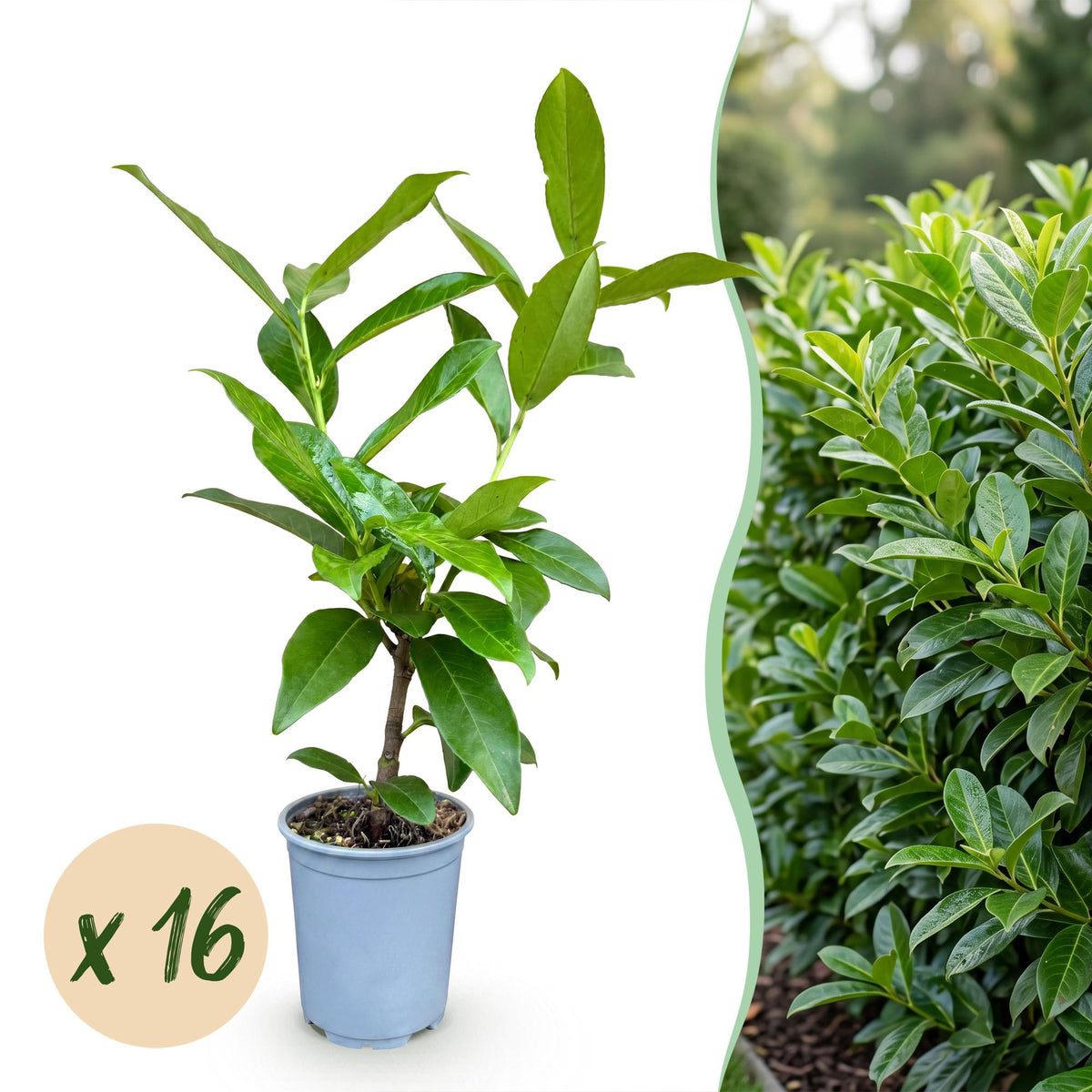 Kirschlorbeer 'Novita' – Prunus laurocerasus 'Novita' – 16 Heckenpflanzen – Topf Ø9cm – Höhe 25-35cm